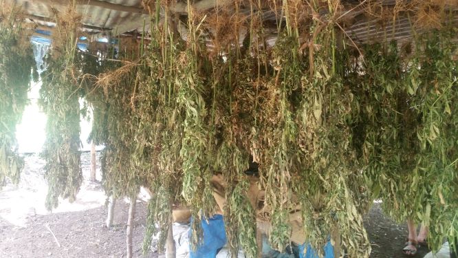 Cannabis Anbau auf Jamaika
